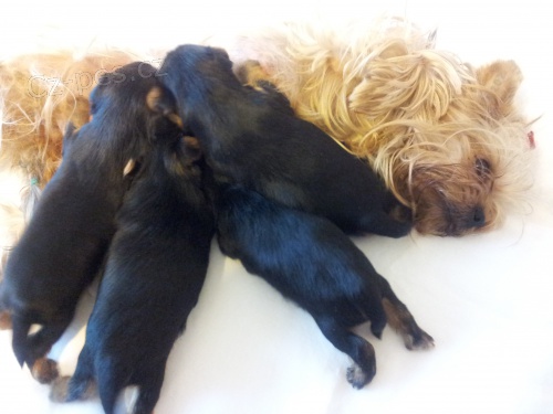 Prod�m �t�n� Jork��rsk�ho teri�ra s PP - hol�i�ku