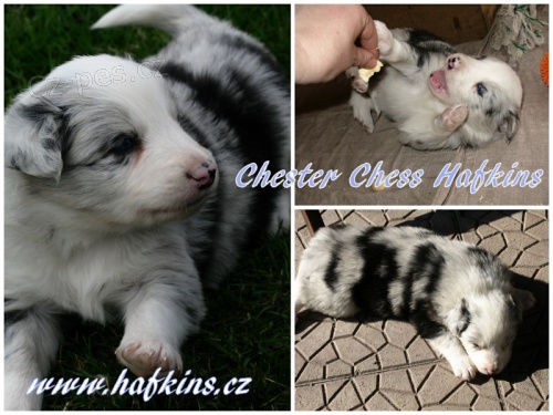 �t���tka border collie s PP