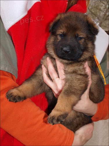 N�meck� ov��k �t���tka s PP