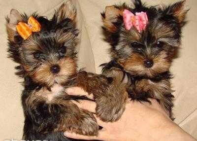 jork��rsky terier mini