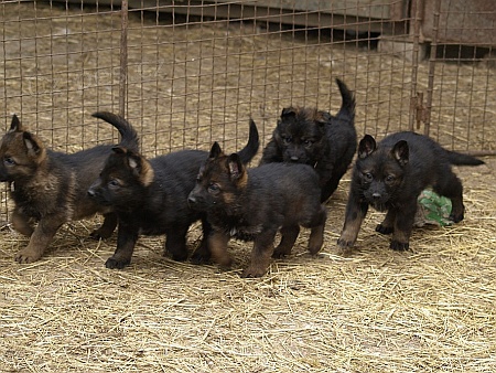 N�meck� ov��k