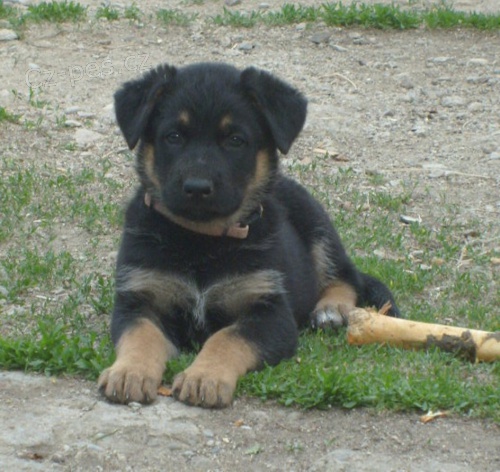 Prod�m n�meck�ho ov��ka s PP