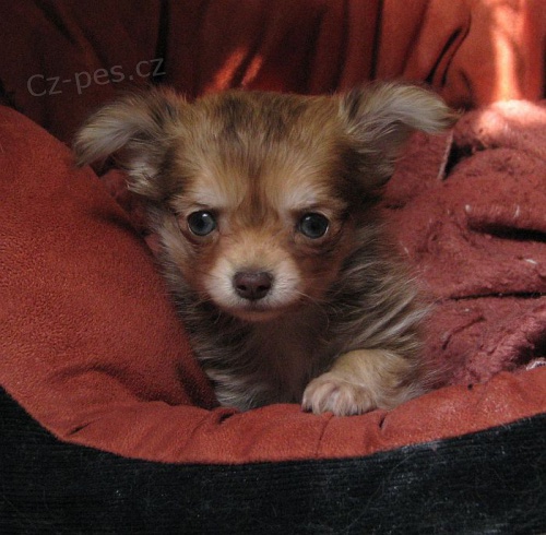 �ivava dlouhosrst�