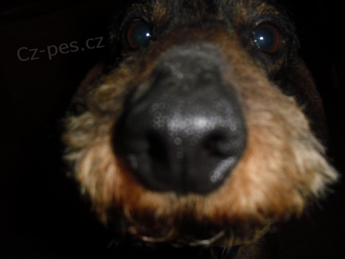 Hrubosrst� jezev��k ke kryt�