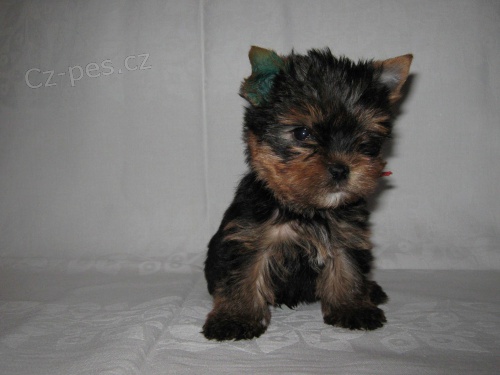 Prod�m �t��ata jork��rsk�ho teri�ra s PP