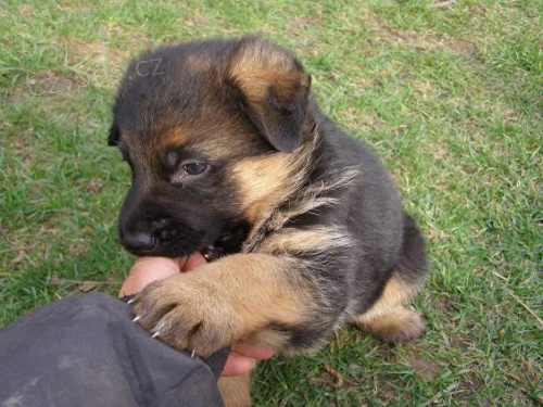 Prod�m kr�sn� �t��ata NO