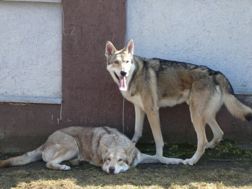 Saarloos�v Vl��k