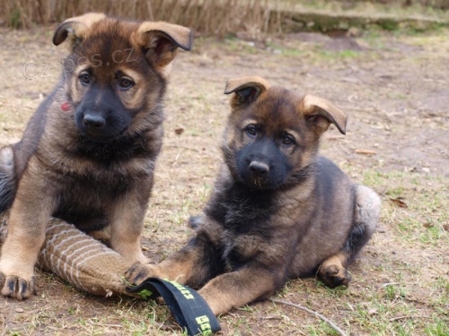 N�meck� ov��k �t��ata s PP