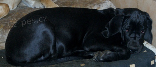 N�meck� doga s PP