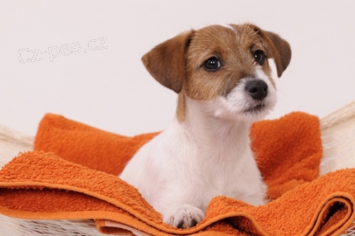 Parson Jack Russell teri�r 