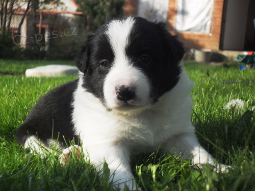 �t���tka border kolie s PP