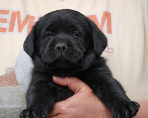 �t���tko labradora s PP