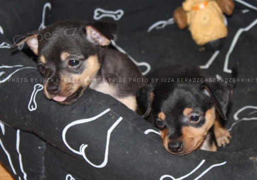 pra�sk� krysa��k s PP