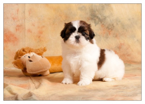 SHIH TZU �t���tka