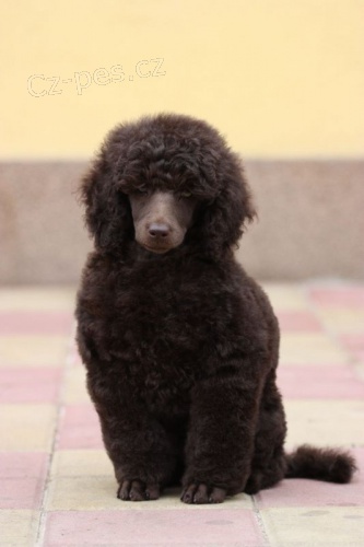 pudl trpasli�� hn�d�