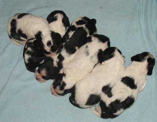 Anglic.�pringr�pan�l - nab�dka �t��at