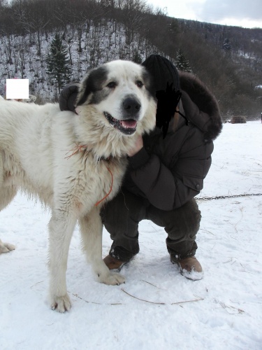 Pred�m steniatka Pyrenejskeho horskeho psa