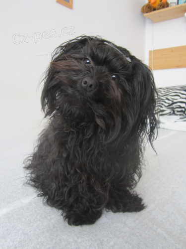 Rusk� barevn� bolonka (barevn� bolo�sk� ps�k) � Uhersk� Hradi�t�