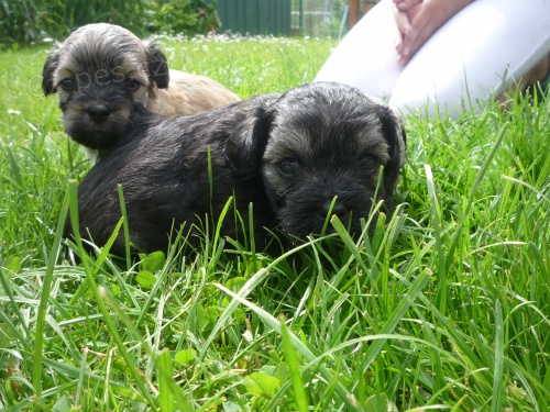 Barevn� Bolo�sk� ps�k