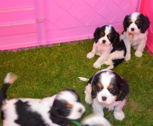 �t��ata Kaval�r king charles �paniel