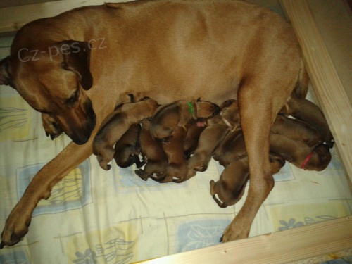 �t��ata Rhodesian Ridgeback s PP, zahr. kryt�.