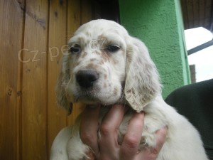 Anglick� setr - �t���tko s PP - odb�r mo�n� ihned