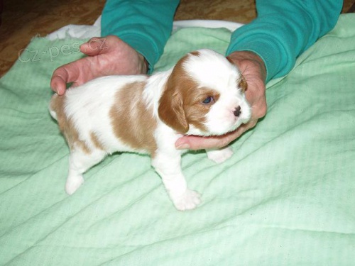 Kaval�r King Charles �pan�l