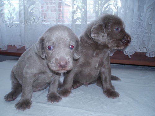 �t��ata VOK s pr�kazem p�vodu