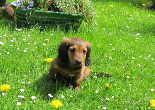 JEZEV��K DLOUHOSRST� -ODB�R IHNED