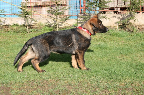 �t��ata NO s pp - fenky