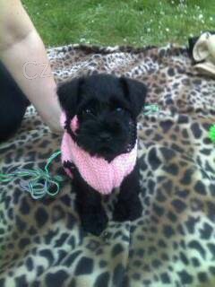 Kn�ra� mal� �ern�