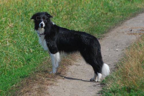 Zad�me �t���tka border koli�