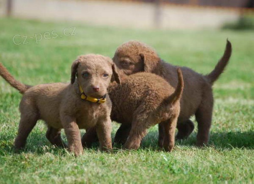 chesapeake bay retr�vr