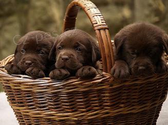 Labradorsk� retr�vr- �okol�dov� �t�n�tka s PP