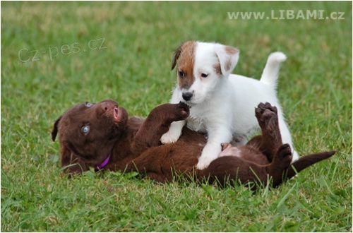 Chesapeake bay retr�vr 