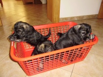 Kn�ra� st�edn� P+S s PP