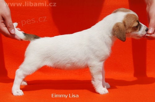 Jack Russell teri�r