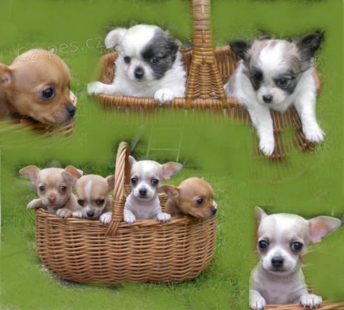 �ivava � kr�tko i dlouhosrst� �t��ata s PP