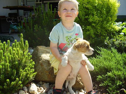 Jack Russell terier hol�i�ka s PP