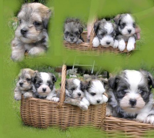 Havansk� bi�onek - havansk� ps�k s PP