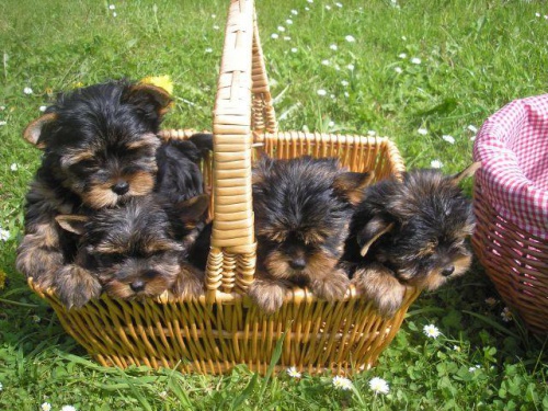 Jork��rsk� teri�r - �t���tka s PP