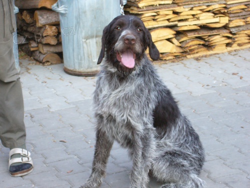 Pes �esk� Fousek