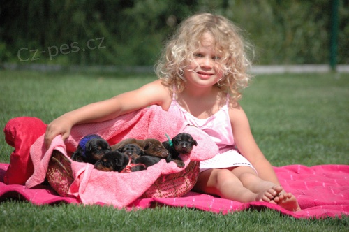 ZAD�M TOP �T�NATA DOBRMAN�