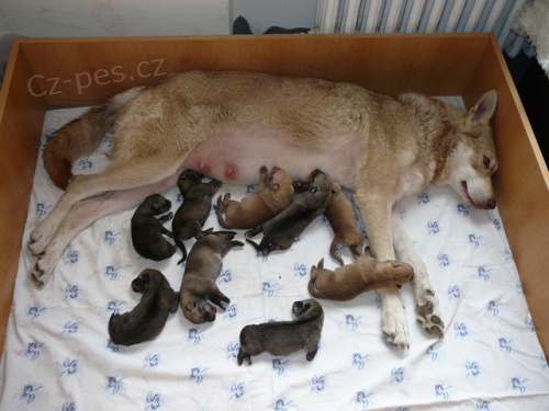 Saarloos�v Vl��k