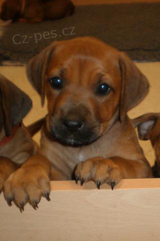 Rhod�sk� Ridgeback - �t��ata s PP