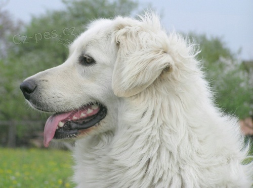 Slovensk� �uva� - �t��ata s PP