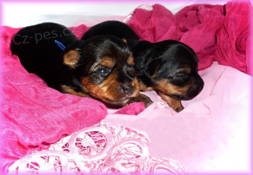 �t�n� york��ra za vysv�d�en�