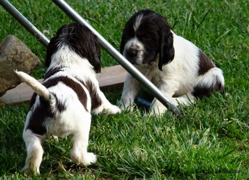 Anglick� �pringr�pan�l - �t��ata