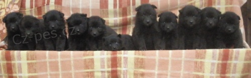 Velk� �ern� �pic kvalitn� �t��ata s PP - hl�da�