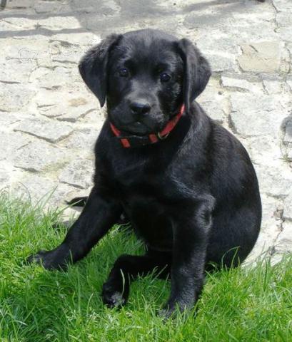 �t��ata labradora s PP